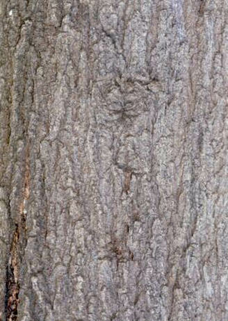 Egyptian thorn: Acacia nilotica bark Photo: Sivan, V.V.