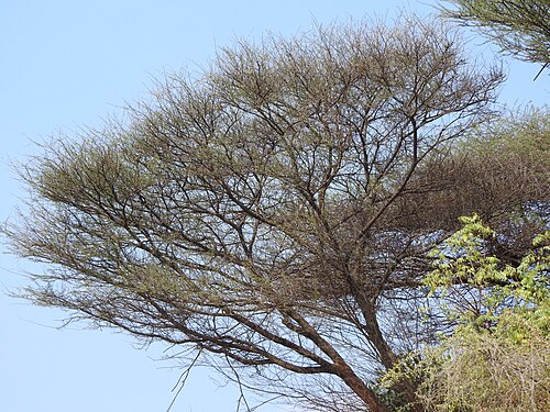 Egyptian thorn: Mimosoideae-karuvaelam tree,flowers bright yellow,pod stipitate.