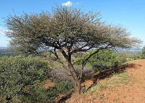 Egyptian thorn: A Scented thorn at Fort Wonderboompoort in the Wonderboom Nature Reserve, Pretoria. It is distinguishable from an Umbrella thorn by articulated seed pods that a