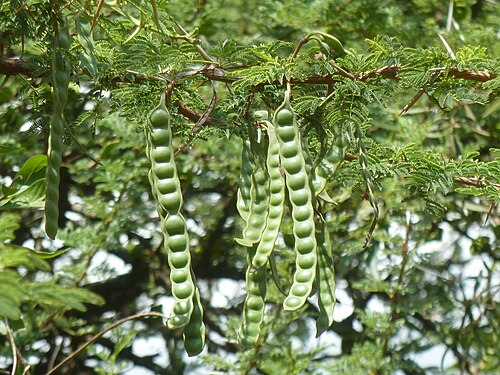 Egyptian thorn: Seed pods of a Scented thorn at Buffelsdrift conservancy near Pretoria, Gauteng