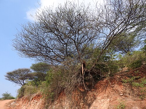 Egyptian thorn: Mimosoideae-karuvaelam tree,flowers bright yellow,pod stipitate.