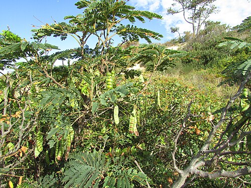 Egyptian thorn: An example of Gum arabic (Acacia nilotica) seedpods found on the Cliff top footpath between Praia da Balbina and Praia do Evaristo in the neighbourhood of Galé 