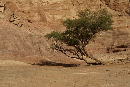 Umbrella thorn: A tree of an unidentified species of Acacia (possibly Acacia tortilis ), growing in a wadi on the Sinai Peninsula .