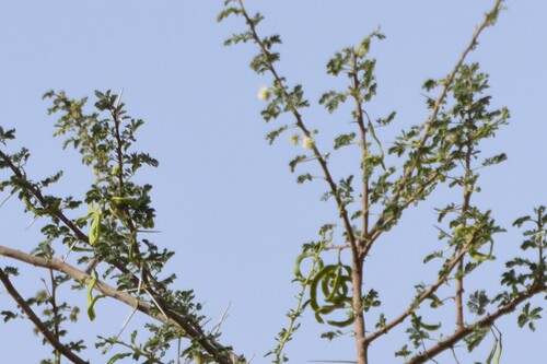 Umbrella thorn (Vachellia tortilis)