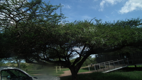 Umbrella thorn (Vachellia tortilis)