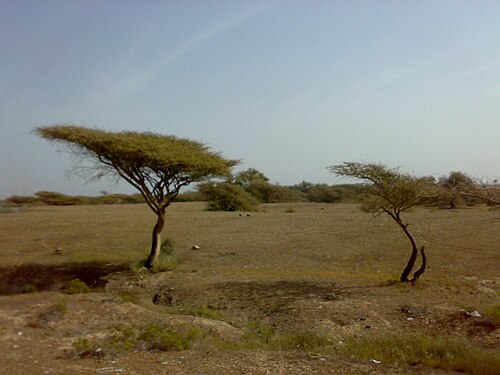 Umbrella thorn: Acacia tortilis in Sharm-Dabna, Fujeirah emirate, UAE