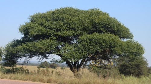 Umbrella thorn (Vachellia tortilis)