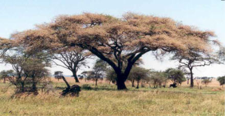 Umbrella thorn (Vachellia tortilis)