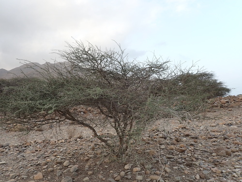 Umbrella thorn (Vachellia tortilis)