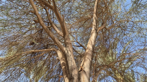 Umbrella thorn (Vachellia tortilis)