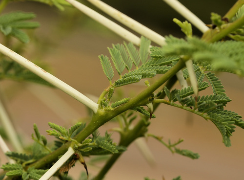 Umbrella thorn (Vachellia tortilis)