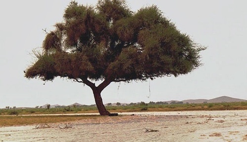 Umbrella thorn (Vachellia tortilis)