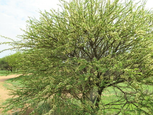 Umbrella thorn (Vachellia tortilis)