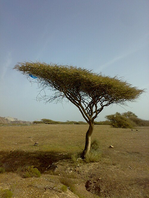 Umbrella thorn: Acacia tortilis in Sharm-Dadna, Fujeirah emirate, UAE