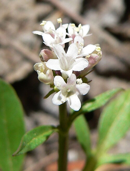 Sharpleaf valerian: Valeriana acutiloba var. pubicarpa in Lee Canyon alongside the Bristlecone Trail near the trailhead, Spring Mountains, southern Nevada