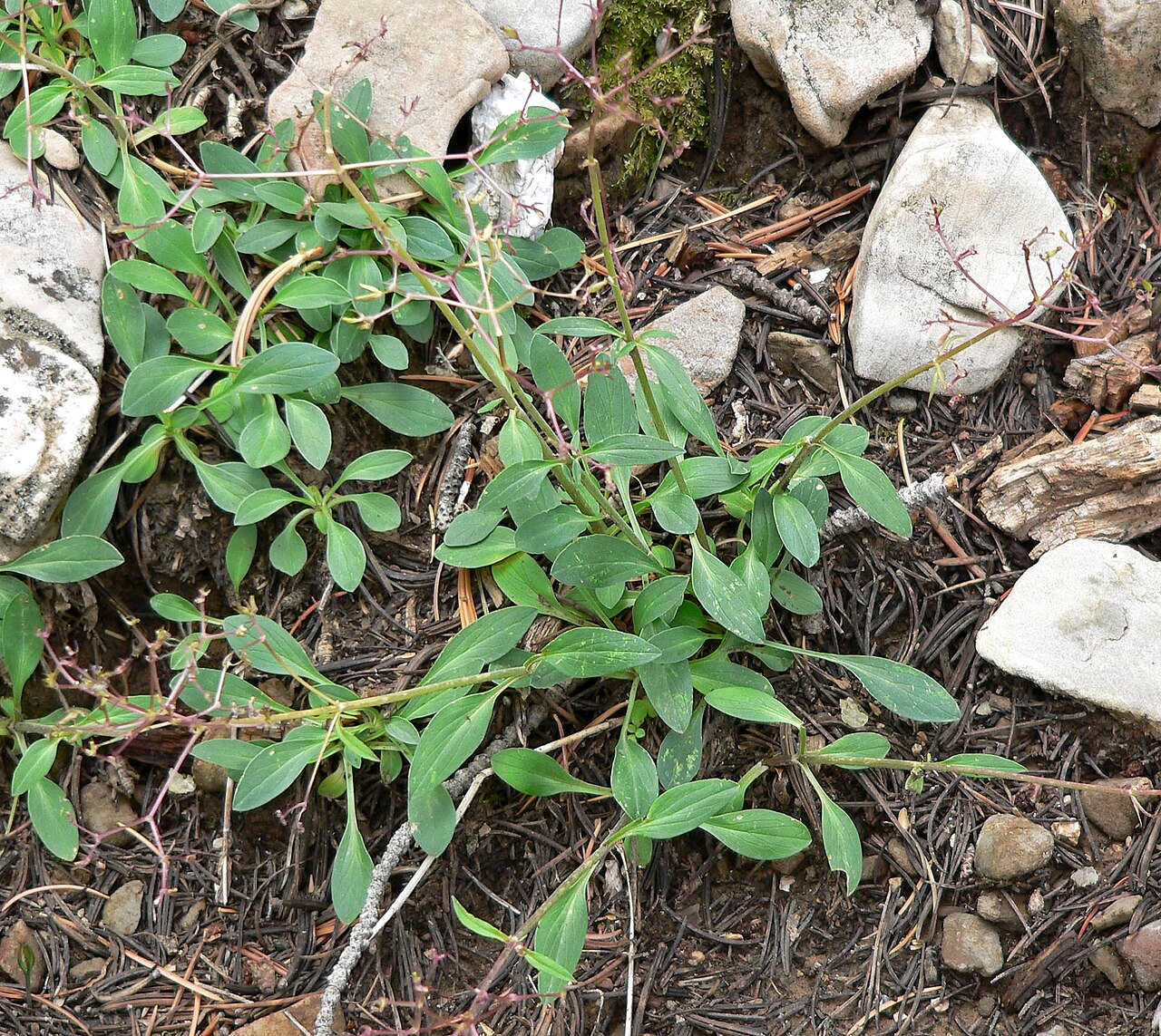 Sharpleaf valerian: Valeriana acutiloba var. pubicarpa on trail near Mummy Spring, Spring Mountains , southern Nevada
