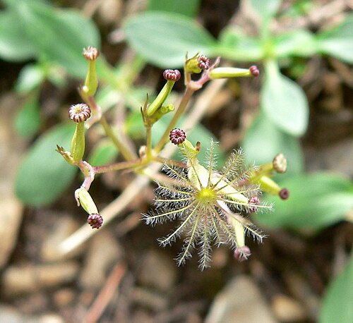 Sharpleaf valerian: Valeriana acutiloba var. pubicarpa on trail near Mummy Spring, Spring Mountains , southern Nevada