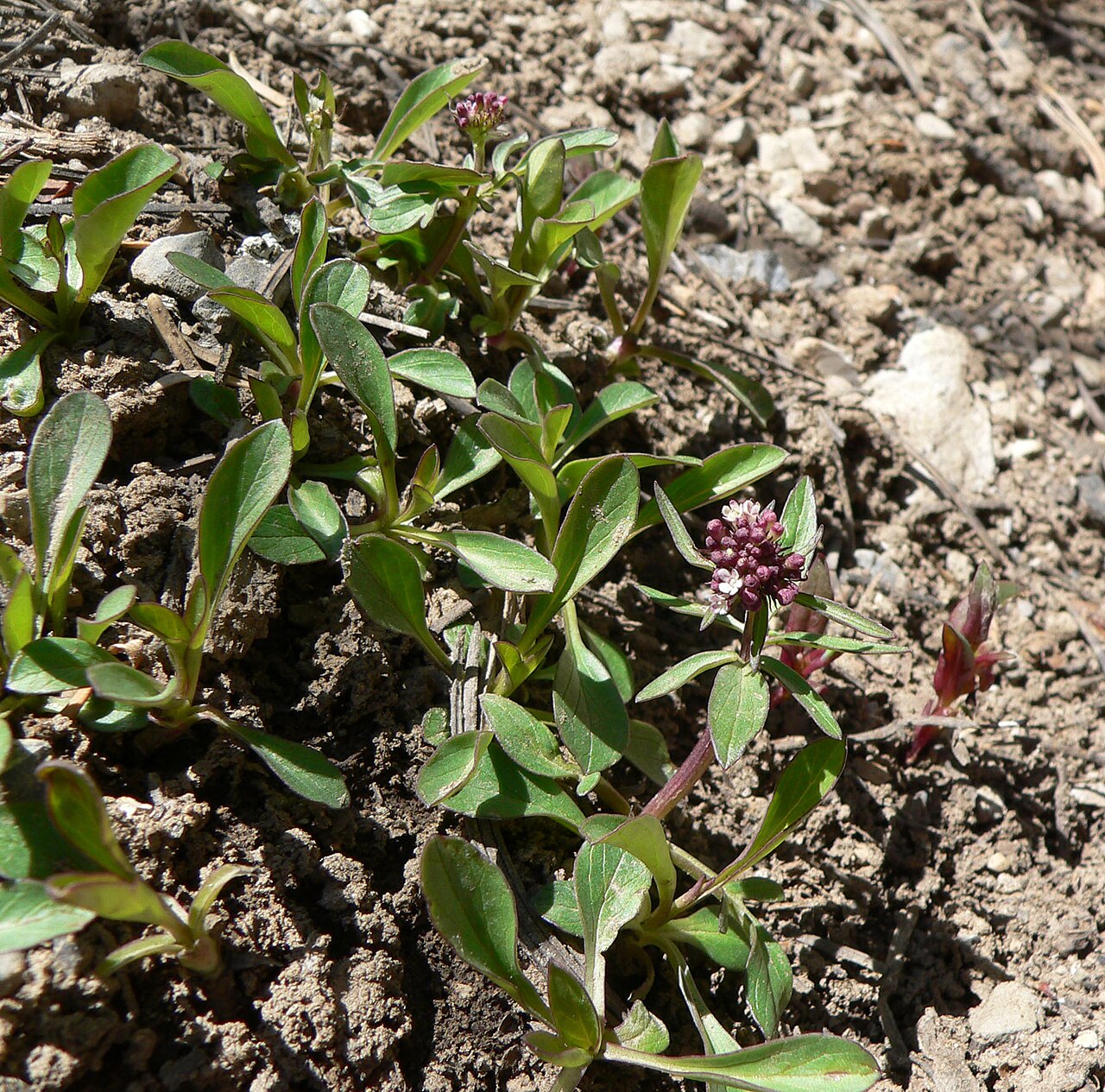Sharpleaf valerian: Valeriana acutiloba var. pubicarpa in Lee Canyon alongside the Bristlecone Trail near the trailhead, Spring Mountains, southern Nevada