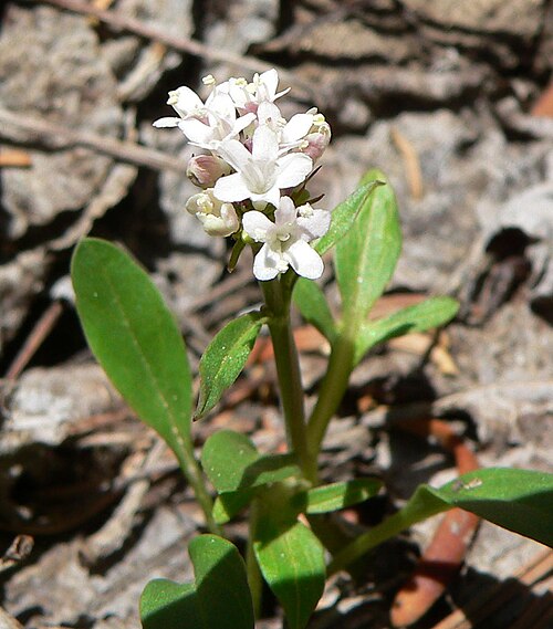 Sharpleaf valerian: Valeriana acutiloba var. pubicarpa in Lee Canyon alongside the Bristlecone Trail near the trailhead, Spring Mountains, southern Nevada