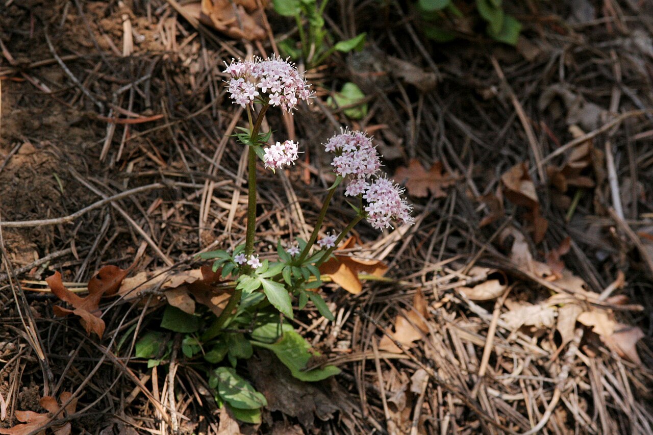 Sharpleaf valerian: Valeriana acutiloba , about 13 miles east of Taos, 9 May 2007.