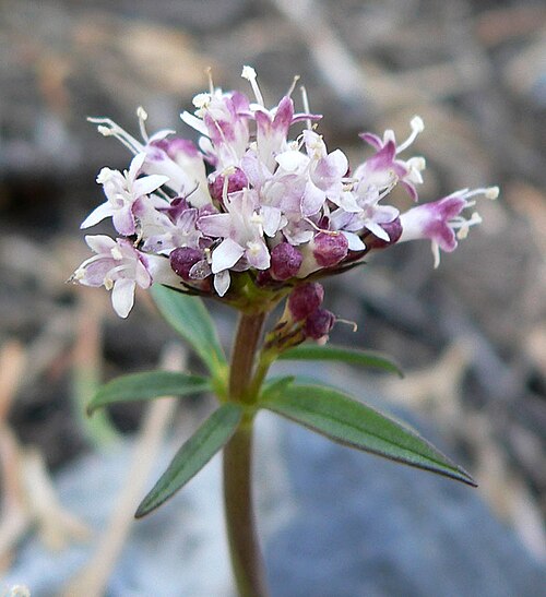 Sharpleaf valerian: Valeriana acutiloba var. pubicarpa in Lee Canyon alongside the Bristlecone Trail near the trailhead, Spring Mountains, southern Nevada
