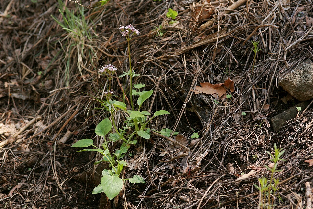 Sharpleaf valerian: Valeriana acutiloba , about 13 miles east of Taos, 9 May 2007.