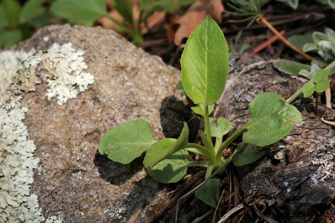 Sharpleaf valerian: Valeriana acutiloba , about 13 miles east of Taos, 9 May 2007.