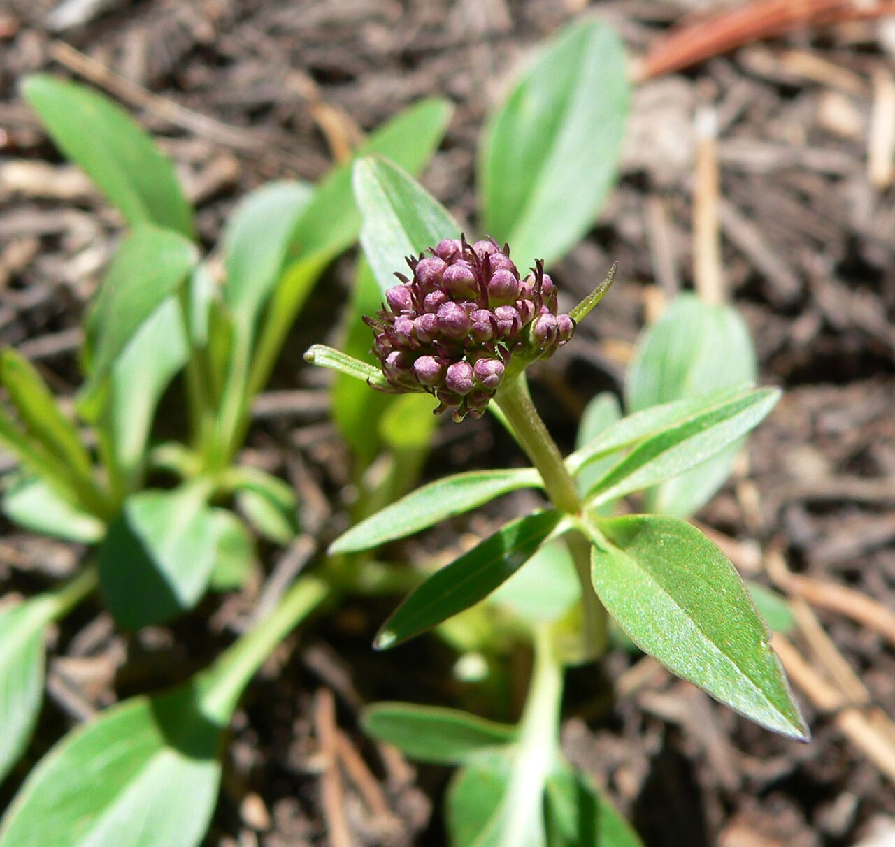 Sharpleaf valerian: Valeriana acutiloba var. pubicarpa in Lee Canyon alongside the Bristlecone Trail near the trailhead, Spring Mountains, southern Nevada