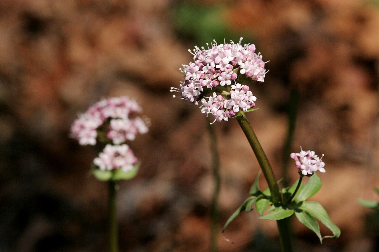 Sharpleaf valerian: Valeriana acutiloba , about 13 miles east of Taos, 9 May 2007.