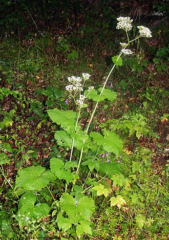 Valeriana alliariifolia: Valeriana alliariifolia , Baldriangewächse (Valerianaceae) – Georgien/საქართველო: Kleiner Kaukasus, S Bakuriani/ბაკურიანი, ca. 1785 m s.m.