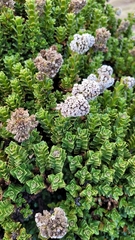 Valeriana alypifolia (Valeriana alypifolia)