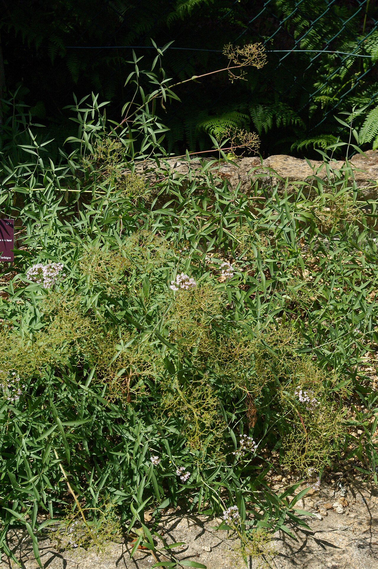 Valeriana amazonum: Centranthus amazonum, Conservatoire botanique national de Brest