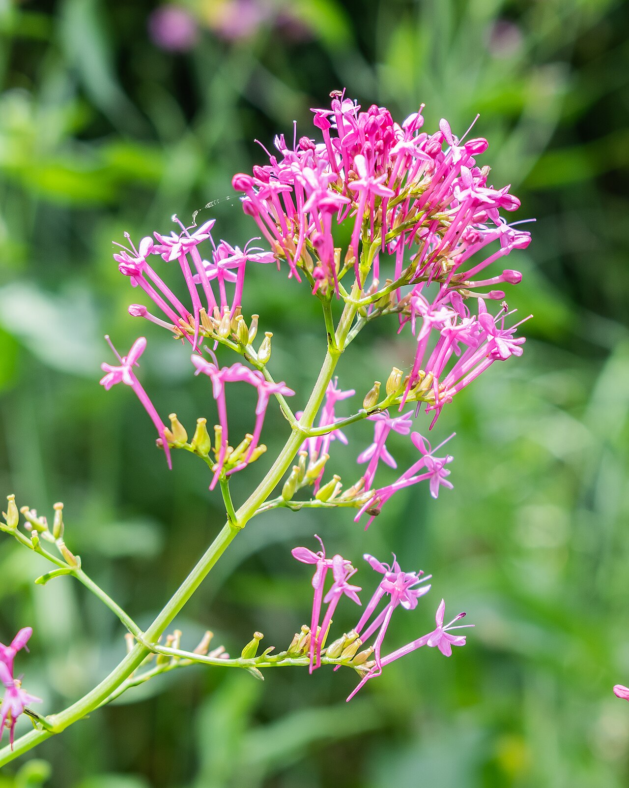 Valeriana angustifolia: Valeriana angustifolia in Bagnols-en-Forêt , Var, France