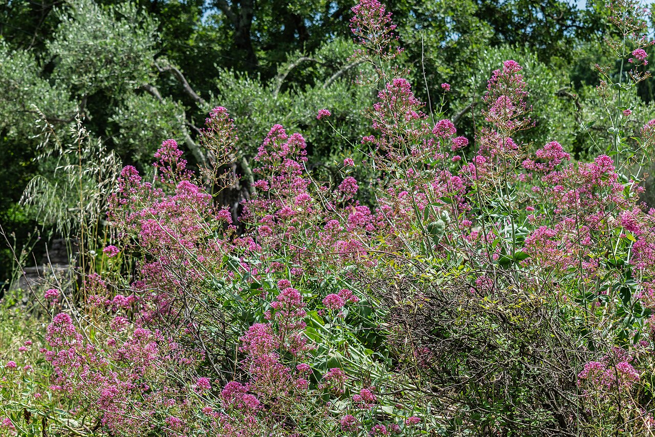 Valeriana angustifolia: Valeriana angustifolia in Bagnols-en-Forêt , Var, France