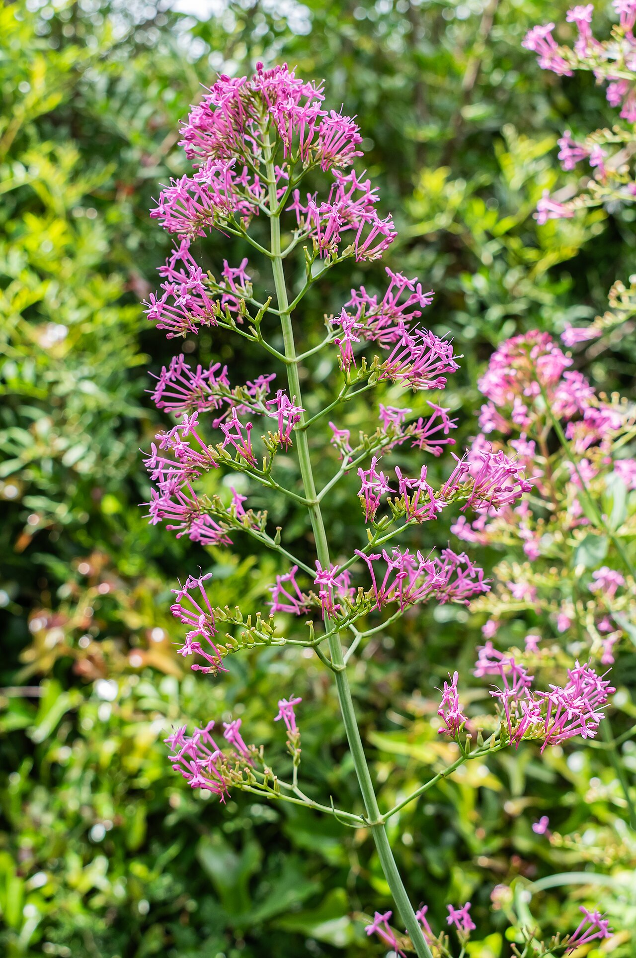 Valeriana angustifolia: Valeriana angustifolia in Bagnols-en-Forêt , Var, France