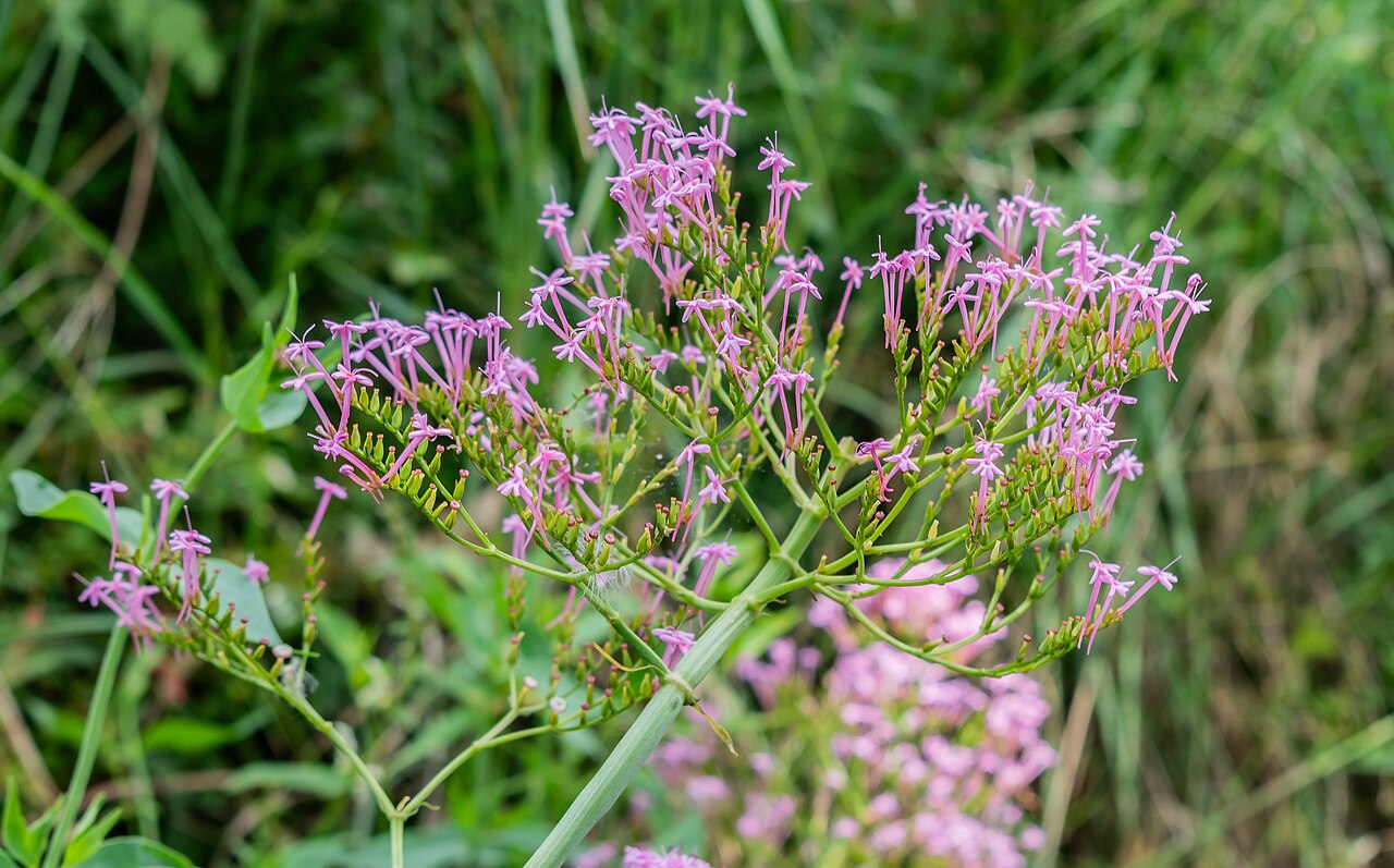 Valeriana angustifolia: Valeriana angustifolia in Bagnols-en-Forêt , Var, France