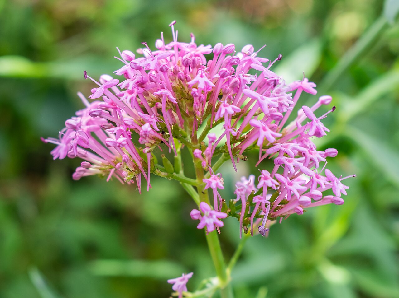 Valeriana angustifolia: Valeriana angustifolia in Bagnols-en-Forêt , Var, France