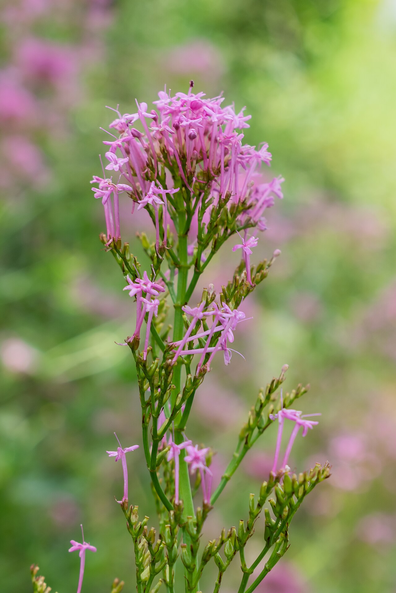 Valeriana angustifolia: Valeriana angustifolia in Bagnols-en-Forêt , Var, France