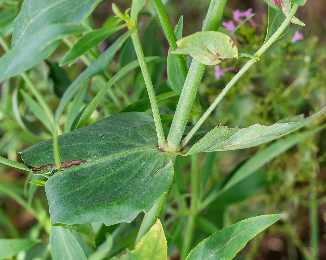 Valeriana angustifolia: Valeriana angustifolia in Bagnols-en-Forêt , Var, France