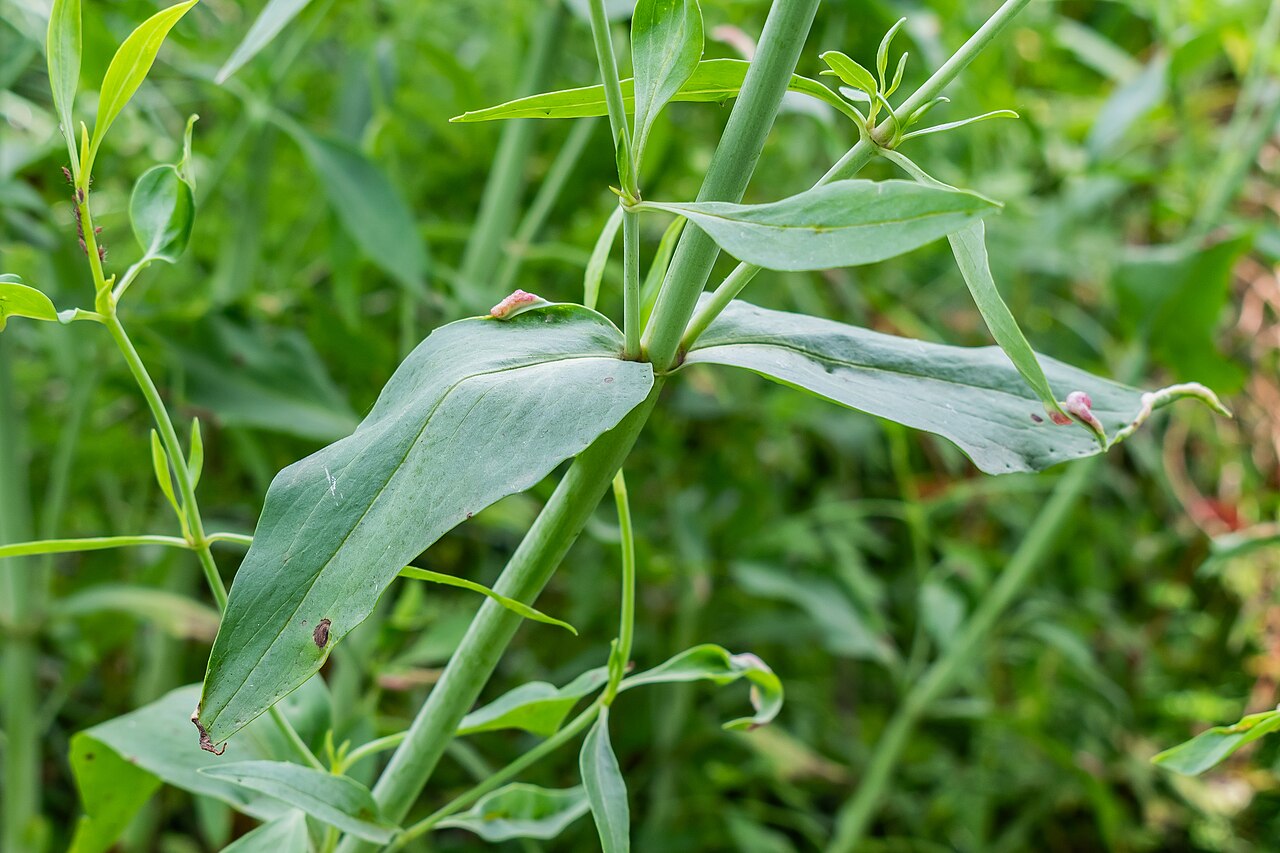 Valeriana angustifolia: Valeriana angustifolia in Bagnols-en-Forêt , Var, France