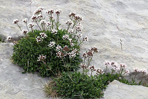 Valeriana apula: Valeriana apula , La Pierre Saint-Martin, France