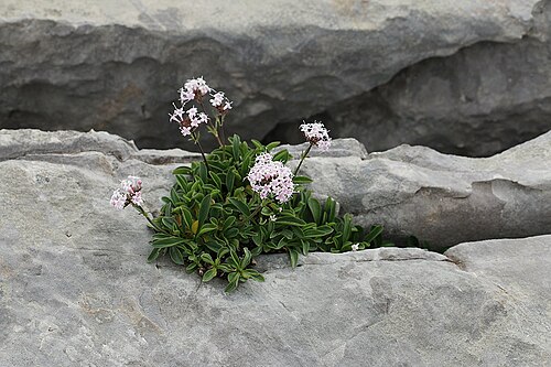 Valeriana apula: Valeriana apula , La Pierre Saint-Martin, France