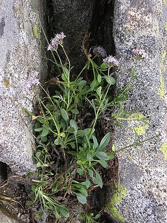 Valeriana apula: Valeriana apula