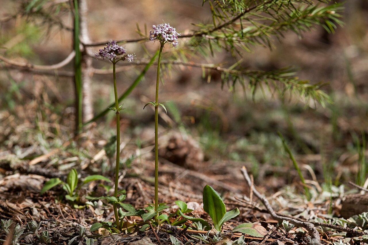 Arizona valerian: Valeriana arizonica , west side of the north end of the Black Range, upper Diamond Creek, 33.2850 -107.8505, Sierra County, New Mexico, 4 May 2013.