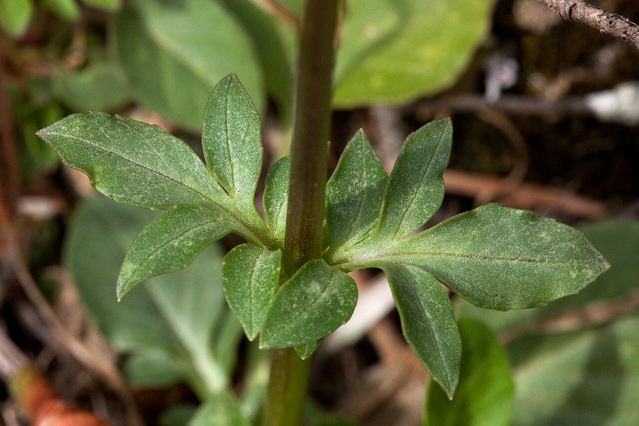 Arizona valerian: Valeriana arizonica , west side of the north end of the Black Range, upper Diamond Creek, 33.2850 -107.8505, Sierra County, New Mexico, 4 May 2013.
