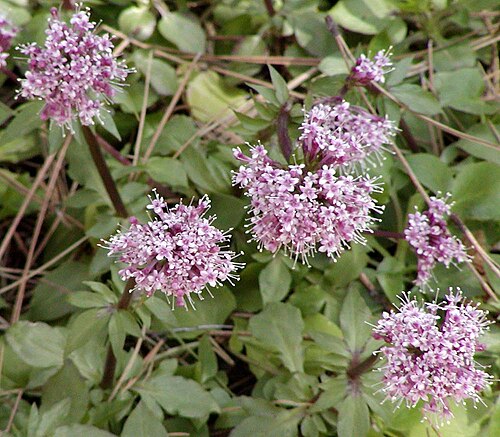 Arizona valerian: Photo of Valeriana arizonica at Flagstaff arboretum