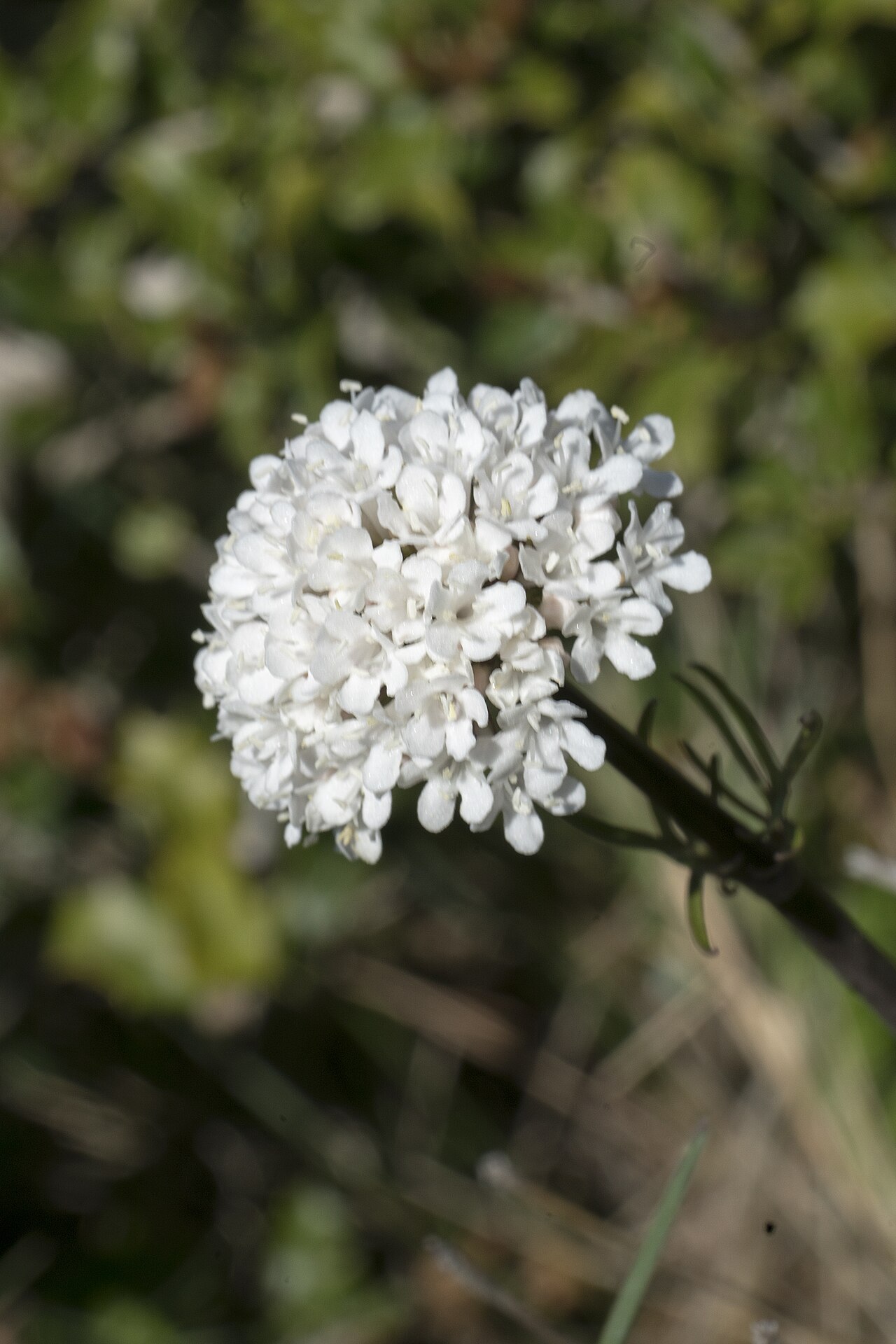 Valeriana asarifolia: Valeriana asarifolia , Kreta