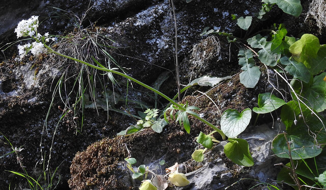 Valeriana asarifolia: Valeriana asarifolia , Imbros Gorge, Crete, Greece
