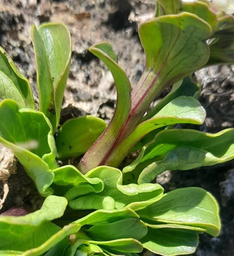 Valeriana boelckei (Valeriana boelckei)