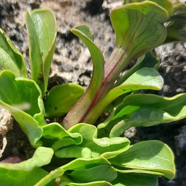 Valeriana boelckei (Valeriana boelckei)